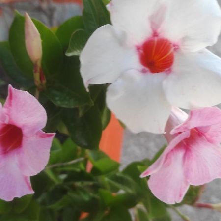 זפונטה Villaggio Albergo Cervo מראה חיצוני תמונה